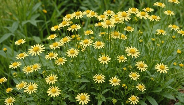 Top Native UK Plants That Draw Beneficial Insects for Effective Organic Pest Management